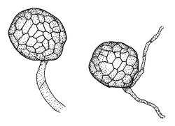Rosulabryum capillare, tubers. Drawn from L.H. Millener 39, WELT M012001, G.O.K. Sainsbury 1715, WELT M01202, and A.J. Fife 7941, CHR 106613. Image: R.C. Wagstaff © Landcare Research 2015 
